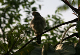 Roadside Hawk, Old Zamora Loja Road 070212b.jpg