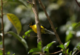 Spectacled Whitestart, Gualaceo-Limon Road 070215r.jpg