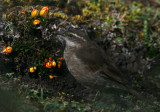 Stout-billed Cinclodes, El Cajas NP 070216b.jpg