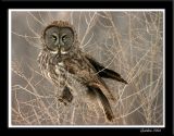 Chouette lapone / Great Grey Owl