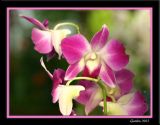 Orchide 02