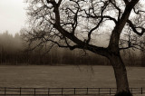 31st January 2007 <br> drizzly mist