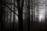 24th February 2007 I was lost in the forest