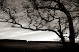 9th March 2007 late winter