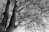 DSC_0001s.jpg