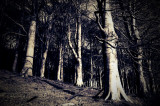 6th April 2007 <br> spring reaches the woods