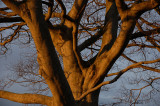 DSC_0126copy.jpg