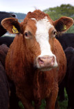 5th May 2007 brown cow