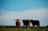 30th September 2007 <br> three calves