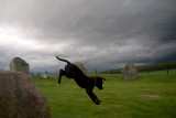 6th October 2007 <br> chocolate lab