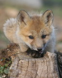 Fox kit on tree stump