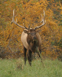 Elk