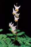 Dutchmans Breeches