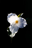 White Trillium