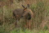 White-tailed deer