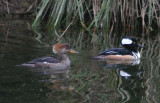 h-merganser-4253.jpg