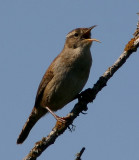 Marsh Wren