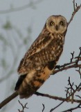 se-owl-2009.jpg