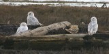 Snowy Owls - Boundary Bay, B.C.