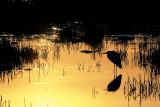 Great Blue Heron - Skagit Bay