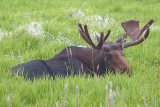 Bull Moose Resting at Twilight