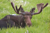 Bull Moose Resting at Twilight