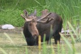 Bull Moose