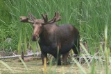 Bull Moose