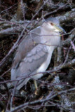 Black-crowned Night Heron