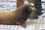 Old Bull Sea Lion - settles the youngsters
