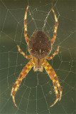 Fall Spider