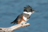 Belted Kingfisher