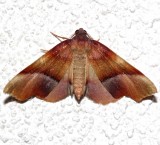 6842, Plagodis phlogosaria