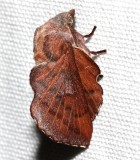 7687, Phyllodesma americana, Lappet Moth