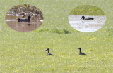 Blauwvleugeltaling / Blue-winged teal / Anas discors