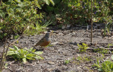 Bruinkeelortolaan / Cretzschmar's Bunting / Emberiza caesia