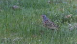 Bruinkeelortolaan / Cretzschmars Bunting / Emberiza caesia