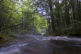 The brook surging after a morning of heavy rain