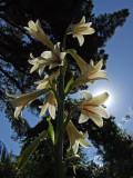 Cardiocrinum backlit