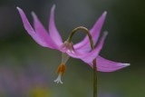 ErythroniumPinkBeauty.jpg