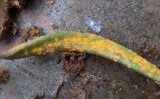 Rust fungus, Puccina mariae wilsoni, on Spring Beauty8261.jpg