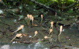 Mitrula lunulatospora  (Swamp Beacon) 8382.jpg