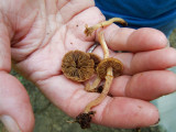 Agrocybe acericola 8100.jpg