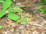 Timber Rattlesnake almost stepped on by member Stacy Christensen! 06-09-2007_002.jpg
