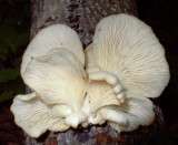 Pleurotus ostreatus0215.jpg