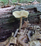 Entoloma strictia 8691.jpg