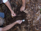 Kathy and Al dig deeply to find the end of this Xerula furfuracea8726.jpg