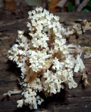  (Artomyces pyxidata) Clavicorona pyxidata 8958.jpg