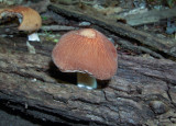 Psathyrella rugocephala 8949.jpg