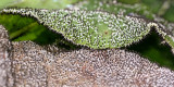 Diachaea leucopodia9882.jpg